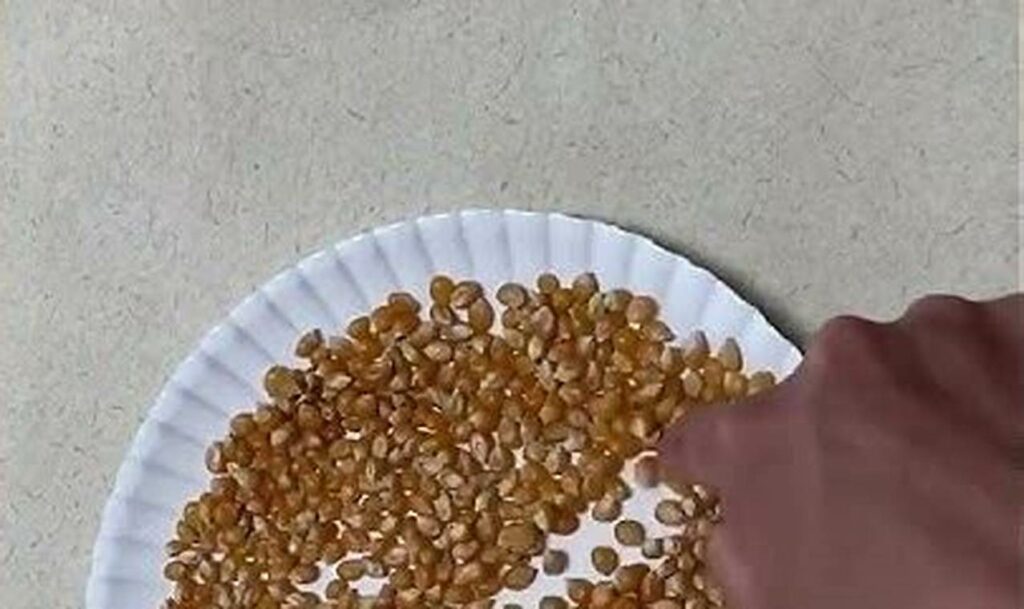 corn kernel tracing for kids farm