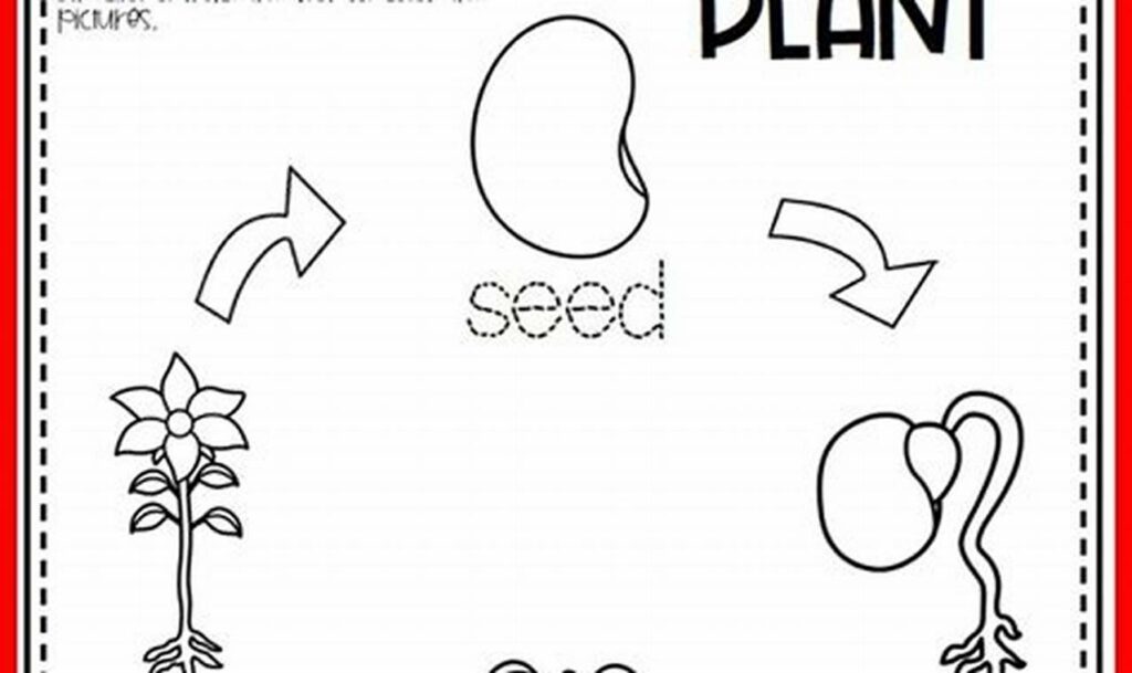 tracing the life cycle of a plant